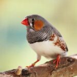 Jake Finch joins JR Motorsports for five NASCAR races in 2026 – motorsportswire.usatoday.com