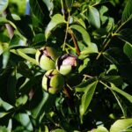 Bubba Wallace Faces Tough Realities with NASCAR’s New Points System