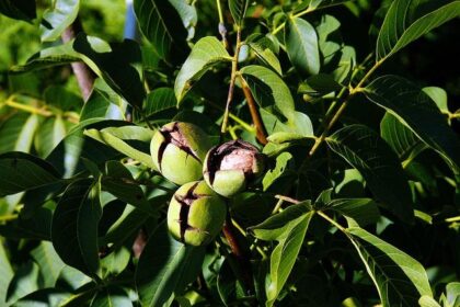 Bubba Wallace Faces Tough Realities with NASCAR’s New Points System