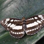 Exciting Lineup: Sargeant, Rockenfeller, and Priaulx Join Ford Hypercar Team!