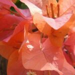 Caden Kvapil Dominates the zMAX CARS Tour LMSC Season Opener at SNMS!