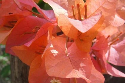 Caden Kvapil Dominates the zMAX CARS Tour LMSC Season Opener at SNMS!