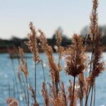 Helio Castroneves Sets His Sights on a 2026 Indianapolis 500 Comeback with Meyer Shank!