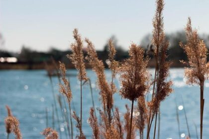 Helio Castroneves Sets His Sights on a 2026 Indianapolis 500 Comeback with Meyer Shank!