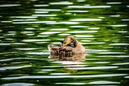 Vivian Campbell of Def Leppard Rocks the PRI Show!