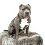 What happens during a NASCAR pit stop?