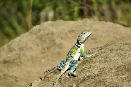 Thrills on the Track: O’Ward and Palou Push Limits with Firestone Tires at Nashville Speedway!