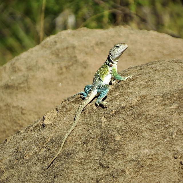 Thrills on the Track: O’Ward and Palou Push Limits with Firestone Tires at Nashville Speedway!
