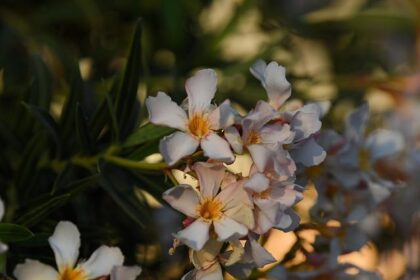 Remembering Morrie Chandler: The Legacy of a WRC Pioneer Who Shaped Motorsport