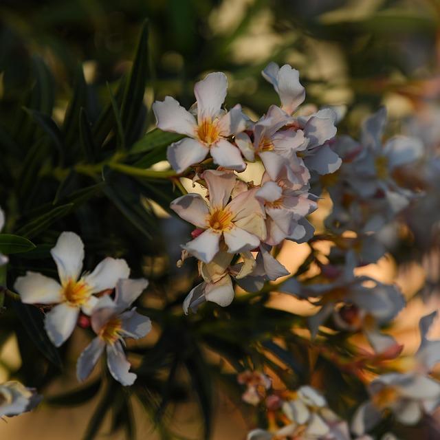 Remembering Morrie Chandler: The Legacy of a WRC Pioneer Who Shaped Motorsport