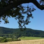 Alli Owens Teams Up with Costner Motorsports for Thrilling Talladega ARCA Showdown!