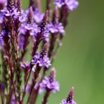 Lance Stroll’s Unexpected GT Adventure Amid Aston Martin F1 Challenges