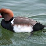 Pato O’Ward’s Quest for Clarity After a Frustrating Day at Barber