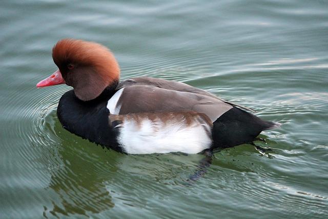 Pato O’Ward’s Quest for Clarity After a Frustrating Day at Barber