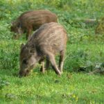 Rally1 Rookie Shines: A Rising Star in the WRC Elite