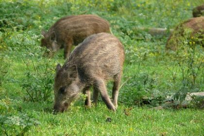 Rally1 Rookie Shines: A Rising Star in the WRC Elite