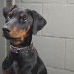 Ollie Bearman Unveils the Ultimate Christmas Surprise for His Little Brother!