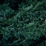 Liam Lawson Sets His Sights on Exciting Future in Supercars!