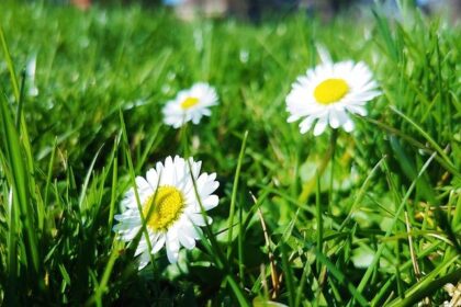 Ryan Blaney: The Unsung Hero Behind the Penske Pit Crew
