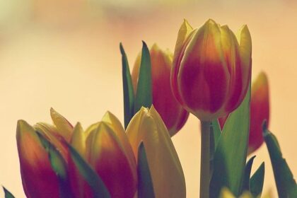 From Contender to Chaos: How a Single Misstep Cost Jules Gounon the DTM Victory