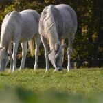 Unleashing the Synergy: Christian Horner Discovers F1 and MotoGP Magic at the Spanish Grand Prix