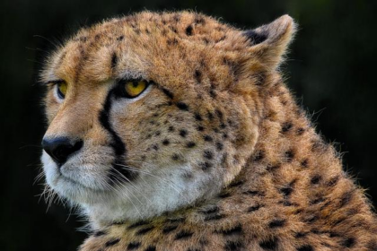 Hunter McElrea Joins ECR as Reserve Driver: A New Chapter Begins!