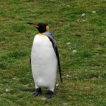 South Georgia Motorsports Park set for NHRA Mission Foods Series debut – NHRA