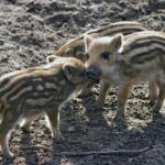 Rookies Face Off Against Indianapolis as Newgarden Dominates First Veteran Session!