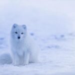 FRC Arctic Rally | Press Releases | WRC CHALLENGE PROGRAM – GAZOO Racing