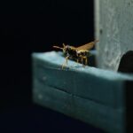 Ancient Wasp Species from 98 Million Years Ago Gets a Modern Name: Oscar Piastri!