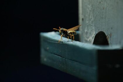 Ancient Wasp Species from 98 Million Years Ago Gets a Modern Name: Oscar Piastri!