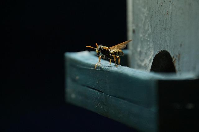 Ancient Wasp Species from 98 Million Years Ago Gets a Modern Name: Oscar Piastri!