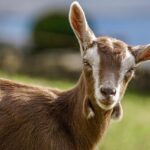 GOAT Racing Shakes Up the Scene with Bold Exit from TCR World Tour!