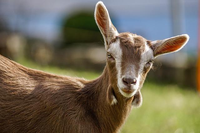 GOAT Racing Shakes Up the Scene with Bold Exit from TCR World Tour!