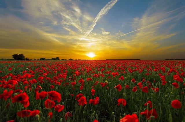 Excitement Builds as 33 Cars Gear Up for Thrilling CTMP IMSA Showdown!
