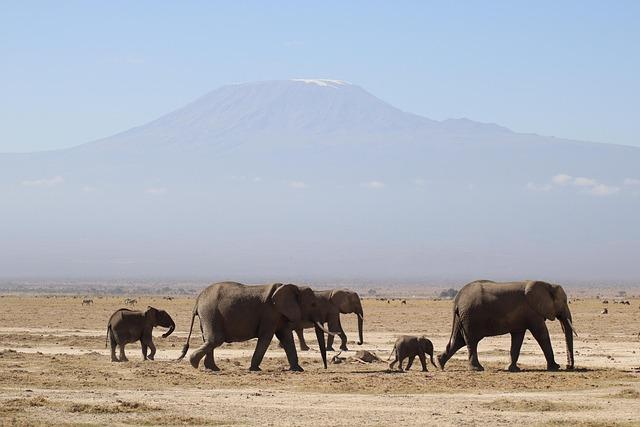 Safari Rally Kenya: Day 4 – Katsuta is king of Kenya with maiden win for TGR-WRT – Toyota Europe Newsroom Safari Rally Kenya: Day 4 – Katsuta is king of Kenya with maiden win for TGR-WRT – Toyota Europe Newsroom
