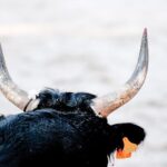 Racing Bulls Ready to Shatter Records in F1 Constructors’ Championship-No Team Orders Needed!