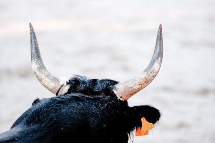 Racing Bulls Ready to Shatter Records in F1 Constructors’ Championship-No Team Orders Needed!
