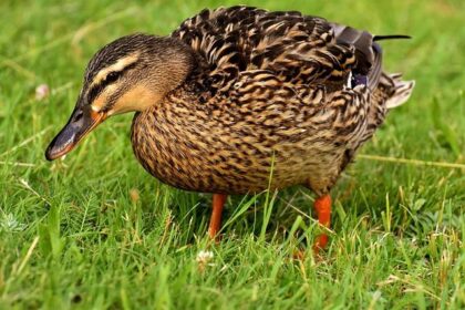 “He is full of sh*t”: Pato O’Ward blasts departing Arrow McLaren teammate Christian Lundgaard